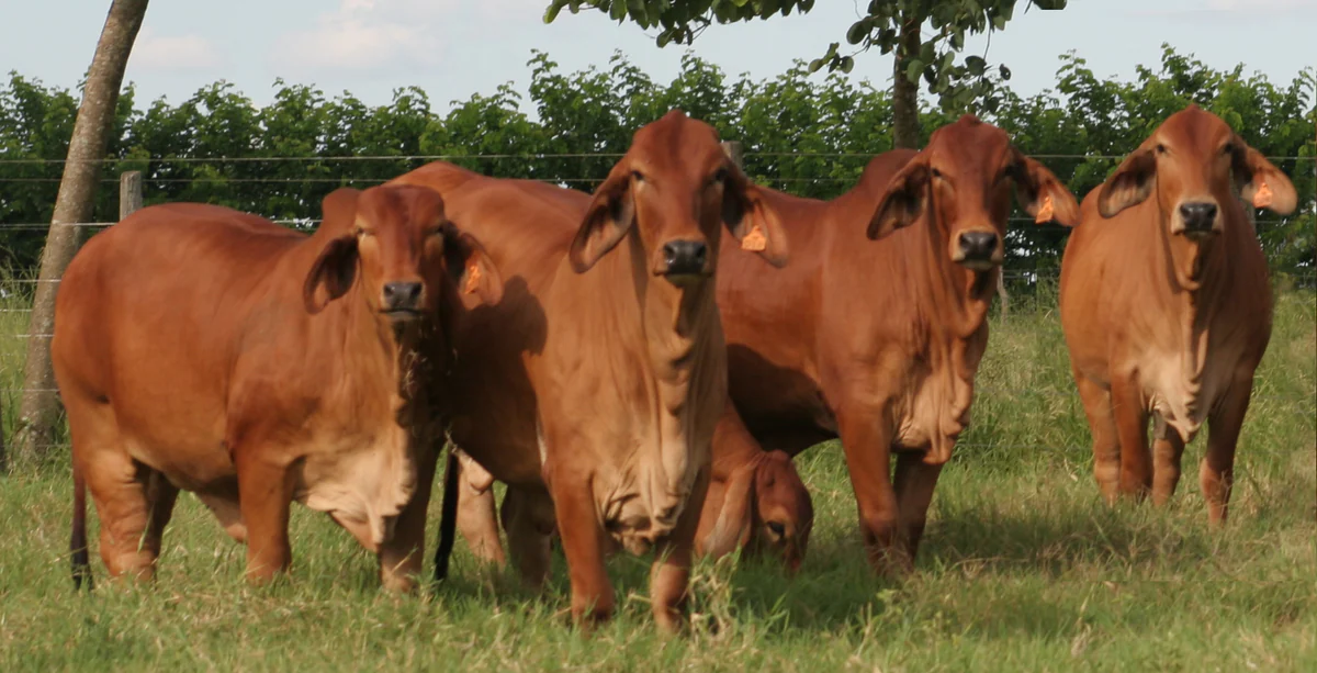 VPJ Alimentos e ACBB vão produzir carne de Brahman 