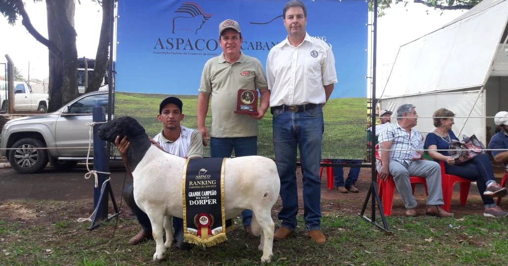 “Campeão Supremo” entre ovinos do Brasil é da VPJ Pecuária