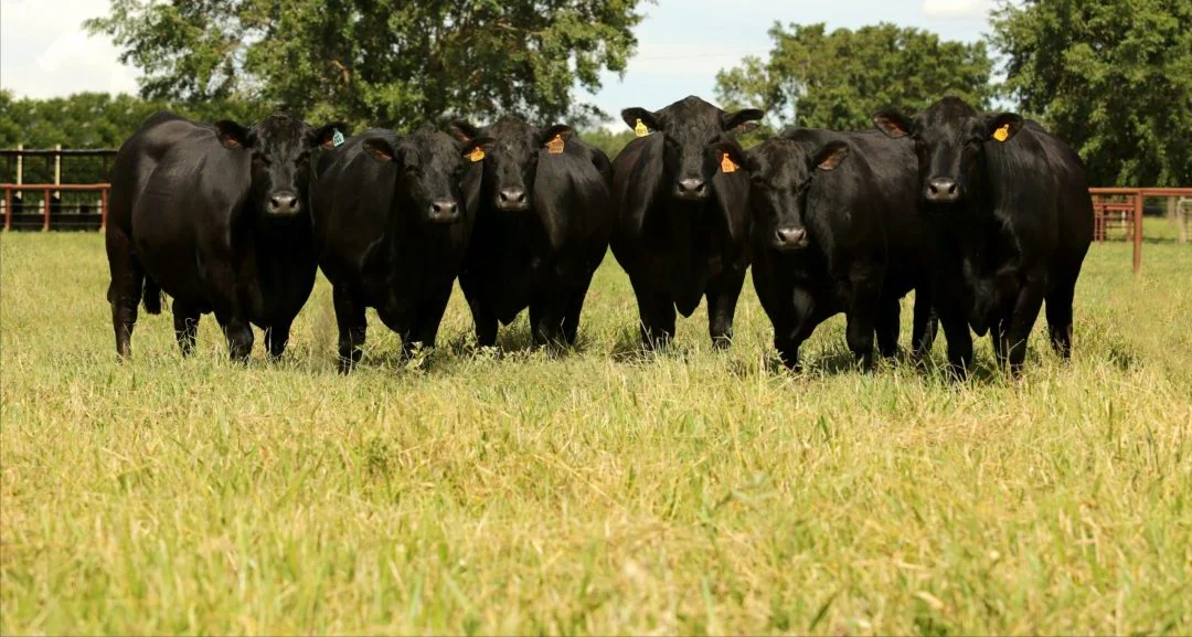 A Pecuária no Brasil e a chegada das raças Angus, Brangus e Red Brahman.