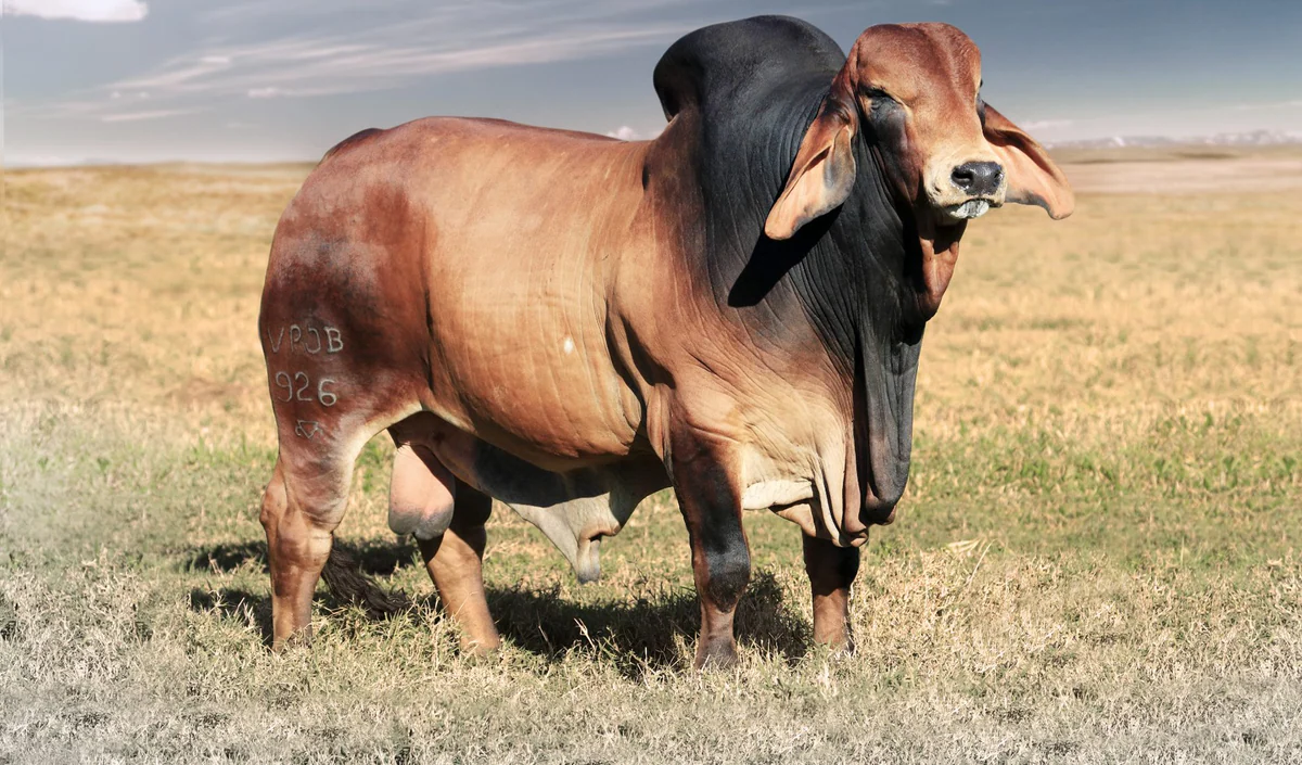 Demanda por carne brasileira aquece vendas de sêmen bovino