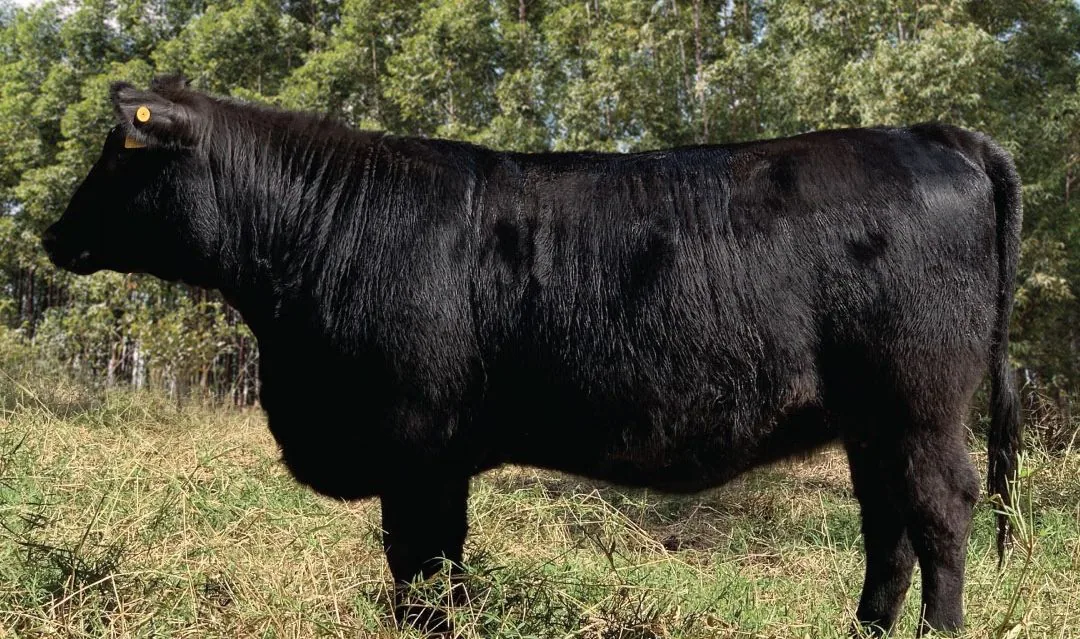 novilha angus vpj