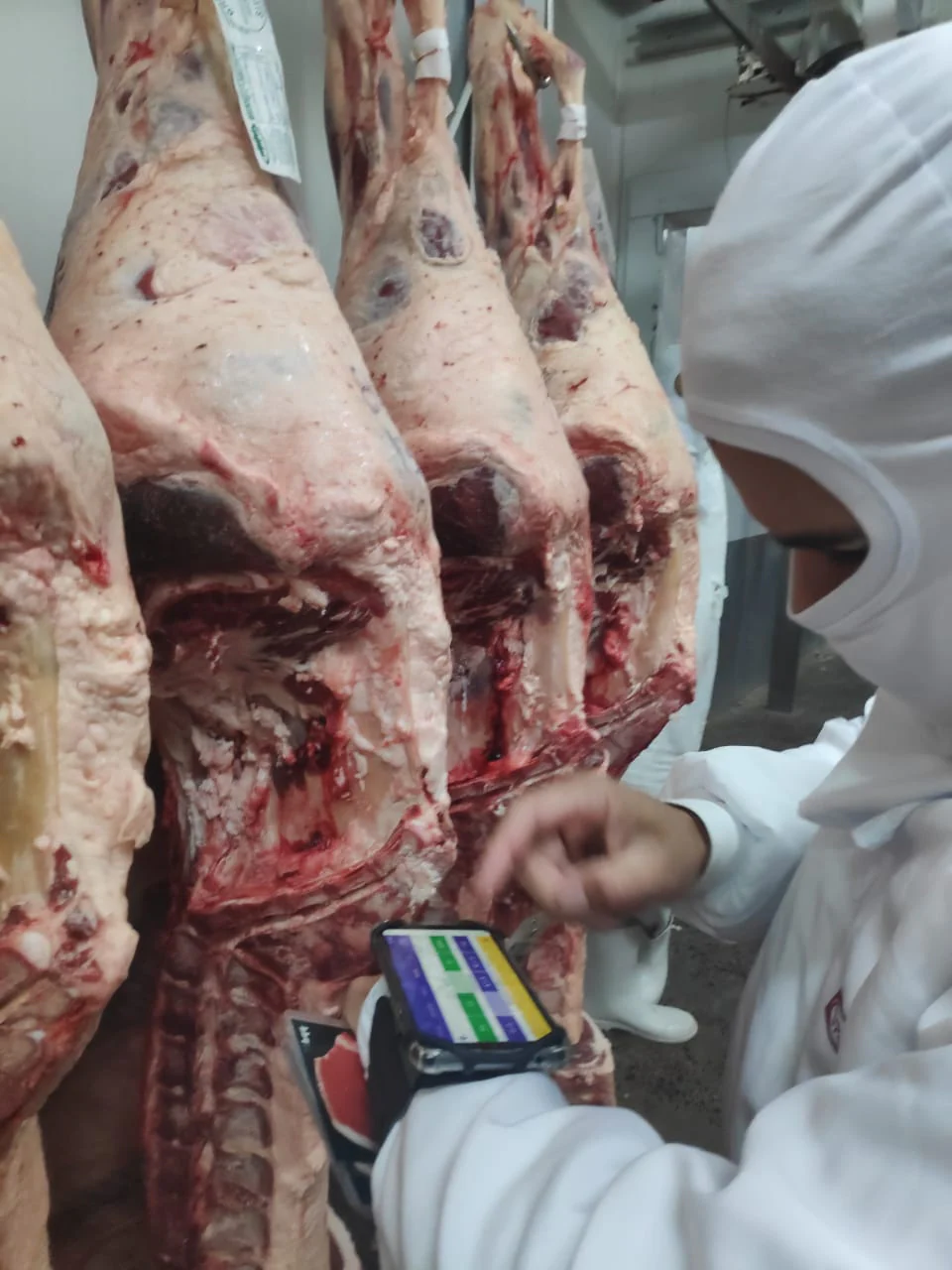 classificação Brazil Beef Quality