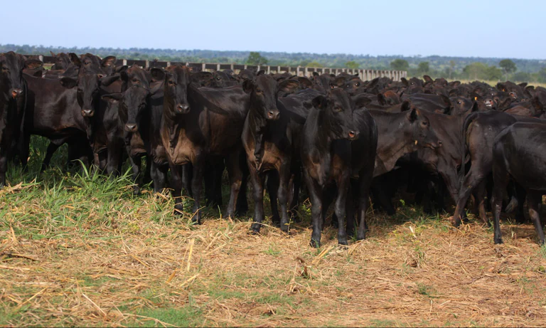 Pesquisa da USP comprova benefícios da carne Angus da VPJ Alimentos