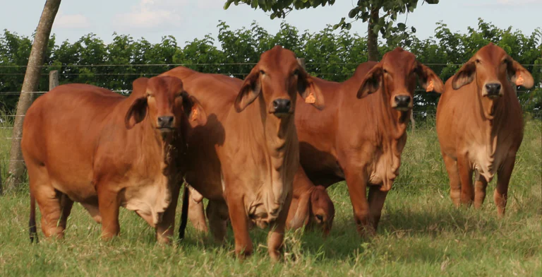 VPJ Alimentos e ACBB vão produzir carne de Brahman 