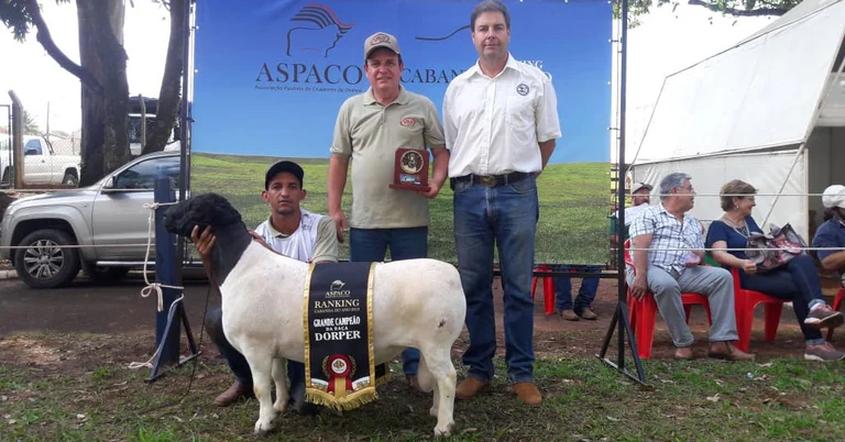 “Campeão Supremo” entre ovinos do Brasil é da VPJ Pecuária