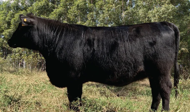 novilha angus vpj