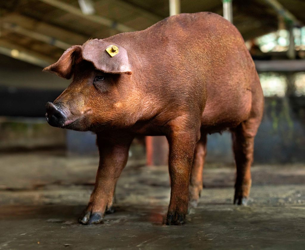 duroc