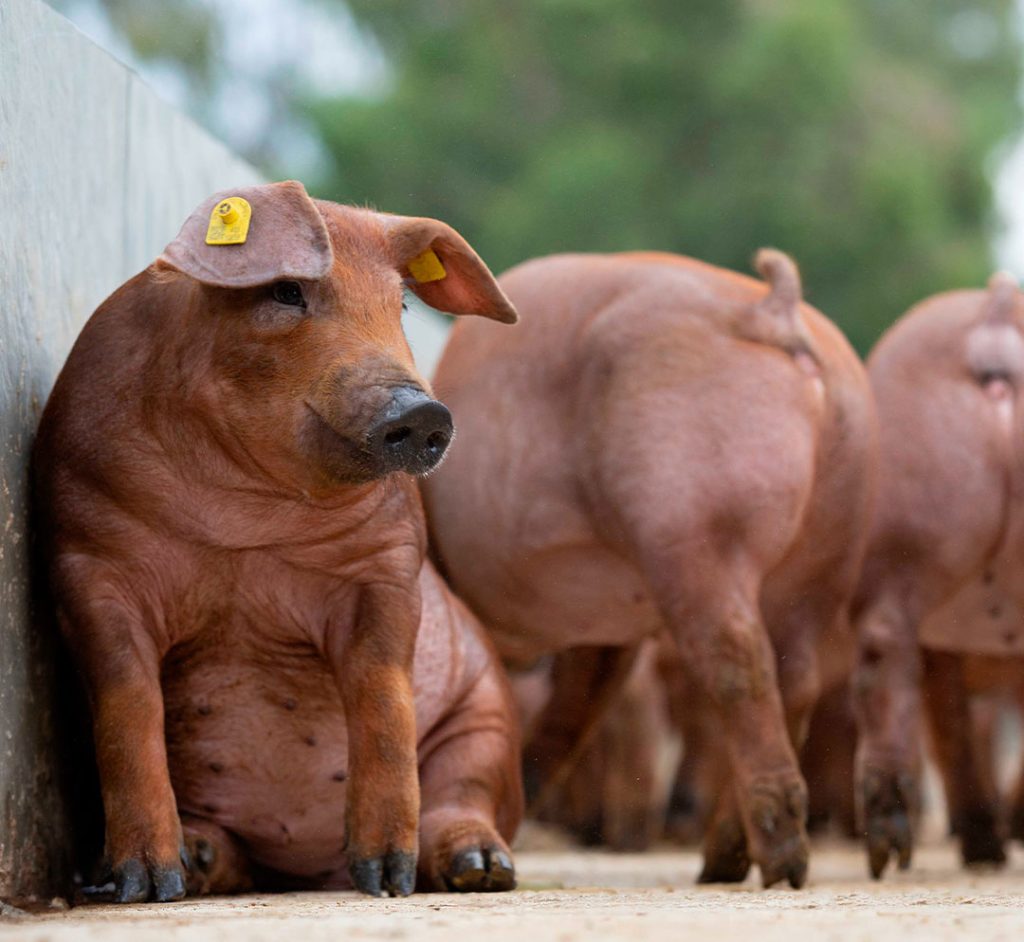 duroc garantia de origem e1736174810459