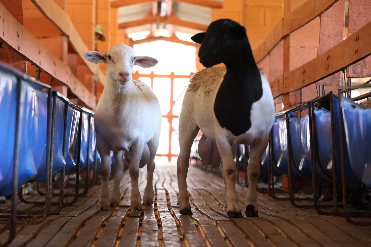 Produção de carne de ovinos: companhia tem mercados do Golfo e do Norte da África como prioritários