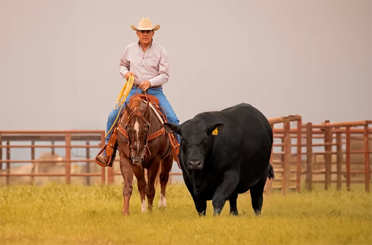 VPJ acelera projeto de venda direta de carne ao consumidor